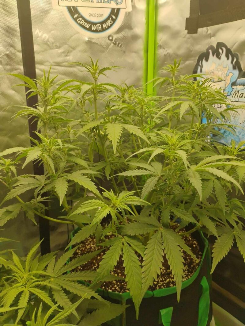 Kamala OG Auto, Фасовка: 1, изображение 5
